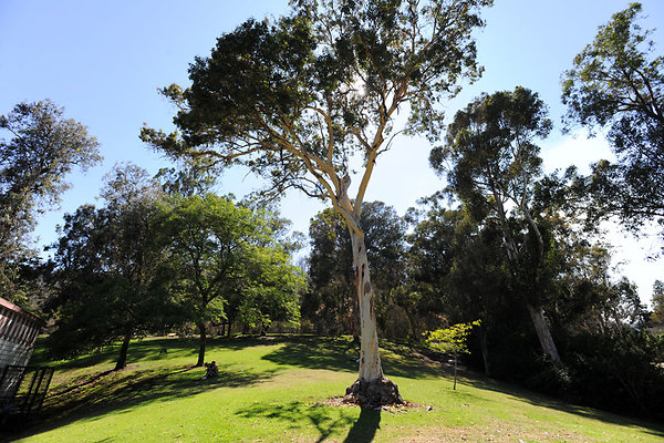 GriffithParkCarousel043